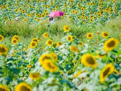 -光明小镇欢乐田园