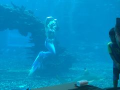 -海棠湾洲际-涛·海底餐厅·美人鱼·自助餐·海底隧道