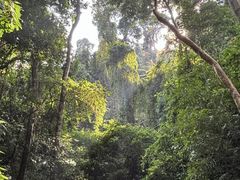 -西双版纳原始森林公园