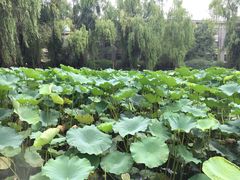 -四川大学(望江校区)