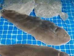 -宾朋海鲜饭庄(兴海路店)