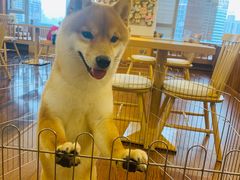 -豆柴町-柴犬主题狗咖(红鼎国际C座店)