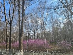 -黑龙江省森林植物园