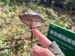 -野象谷景区