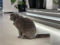 -蚂蚁造型俱乐部