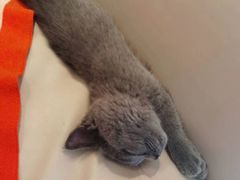 -糯米喵星人总部直营旗舰店·猫舍·幼猫出售