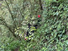 -华蓥山天意谷景区