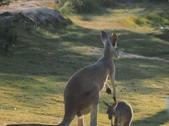 -泉州海丝野生动物世界