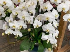 -荷兰花海
