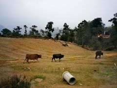-大姆山草场
