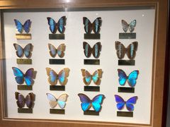 -上海昆虫博物馆