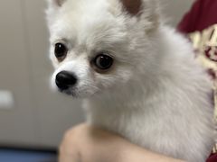 -瑞鹏宠物医院·爱宠堂·骨外专科(西荷分院)