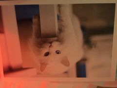 Anne猫窝咖啡屋-Anne猫窝咖啡屋