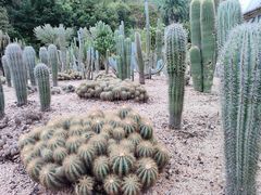 -深圳仙湖植物园