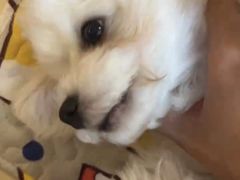 -美联众合爱康动物医院•复杂内科•肿瘤科•牙科•腔镜诊疗中心