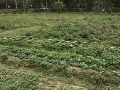 -荔枝红五号农庄