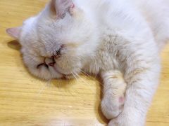 -猫色咖啡·猫咖