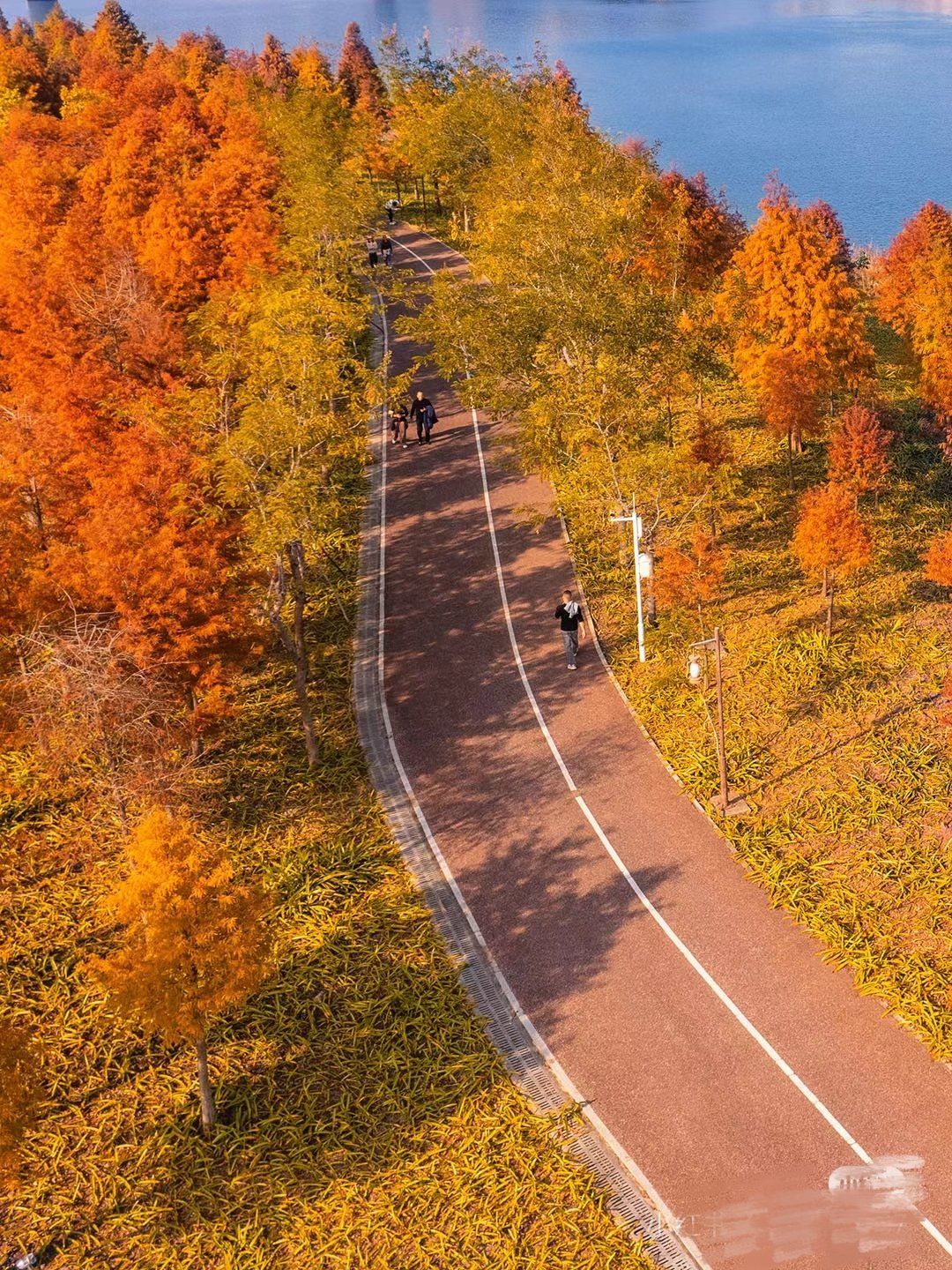 灵龟山公园真的无敌出片 南宁0元打卡落羽杉