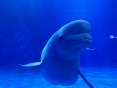 -多彩贵州城极地海洋世界