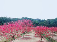 -南国桃园旅游度假区