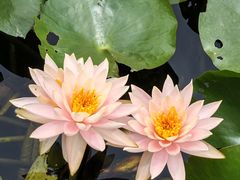 -花溪公园