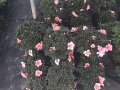 -龙大花卉苗木市场
