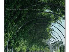 -上海辰山植物园