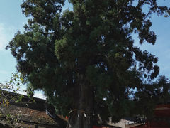 -奈良公园