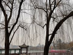 -莲花池公园