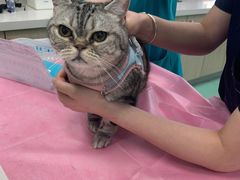 -北京观赏动物医院·24小时大型综合·猫专科·异宠专科