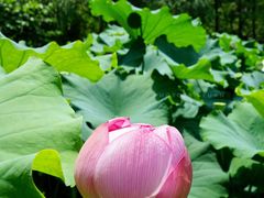 -陈家山荷花公园