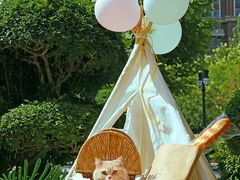 -超宠爱宠物摄影-Super pet