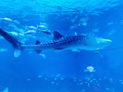 -烟台海昌鲸鲨海洋公园