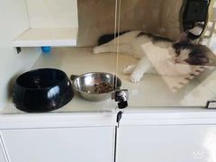 -70cat德文卷毛猫·缅因猫纯种猫舍