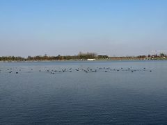 -合肥滨湖国家森林公园