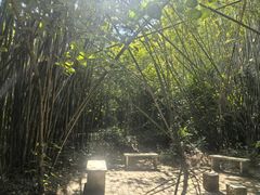 -大屏嶂森林公园