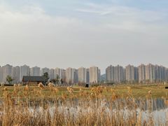 -洋湖国家湿地公园