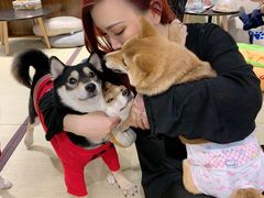-逗柴咖啡屋·狗咖猫咖宠物桌游