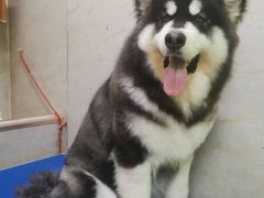 -沐沐家宠物(成寿寺店)