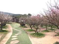 -香雪海