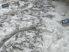 -金沙遗址博物馆