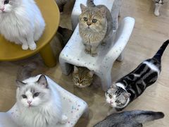 -有喵·猫咖·狗咖·30几只猫10只小狗(岗厦店)