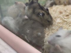 -钓仓鼠(洋桥北里小区店)