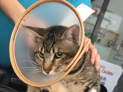 -创凡宠物医院·骨专科  猫科中心(西乡分院)