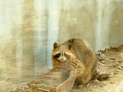 -青藏高原野生动物园