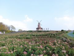 -大塘金香草谷