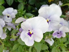 -白塘生态植物园