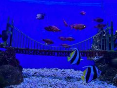 -太平洋海底世界