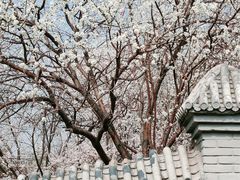 -桃花堤公园