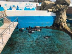 -秦皇岛乐岛海洋王国